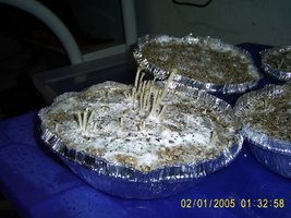Imagem 1030.jpg