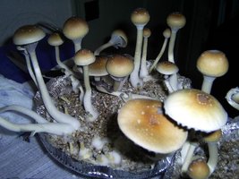 Imagem 1175.jpg