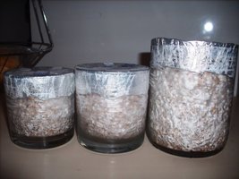 3 copos thai e transkey.JPG