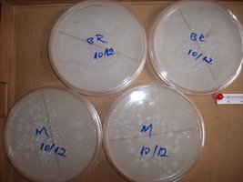 4 placas.JPG