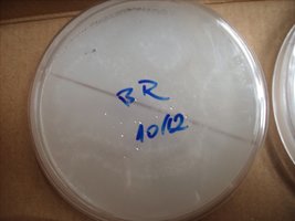 placa br1.JPG