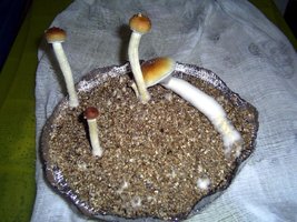 Imagem 1244.jpg