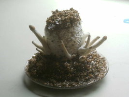 IMAG0066.JPG