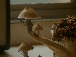 IMAG0118.JPG