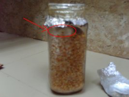 detalhe.JPG