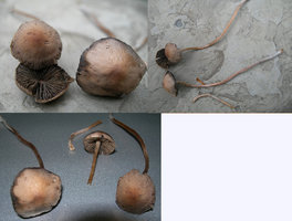 cogu jardim2.jpg