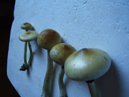 Nov2007 015.jpg