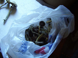 Nov2007 016.jpg