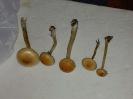 S1010038.JPG