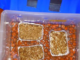 PICT0sa005.JPG