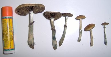 45Im000152 dia 09.jpg