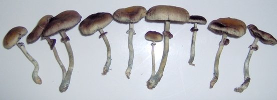 47colhidos.jpg