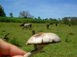 DSCN2000.JPG