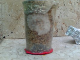 PICT0001.JPG