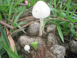 panaeolus-antillarum-jpg.27253.jpg