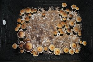 full?d=1435373817.jpg