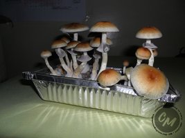 full?d=1462458260.jpg