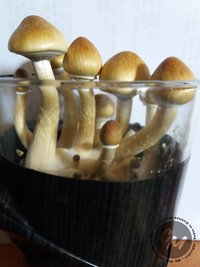 full?d=1465682946.jpg