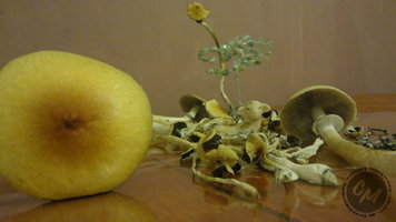 full?d=1480925048.jpg