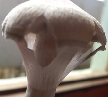 IMG_20170411_120322_029.JPG