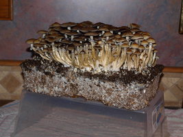 647012674-P2041284.jpg