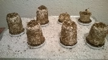 WP_20170418_003.jpg