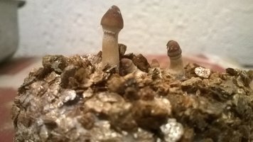 WP_20170418_012.jpg