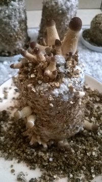 WP_20170425_001.jpg