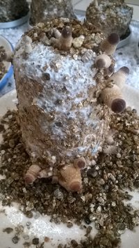 WP_20170425_002.jpg