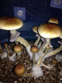 IMG-20170425-WA0041.jpg