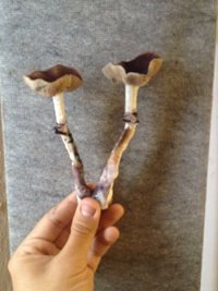 IMG-20170426-WA0017.jpg