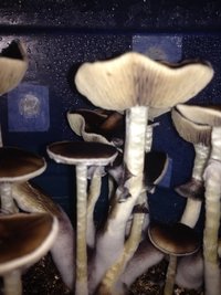 IMG-20170426-WA0016.jpg