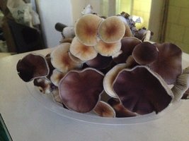 IMG-20170426-WA0012.jpg