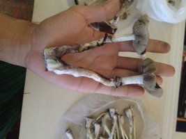 IMG-20170426-WA0010.jpg