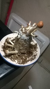 IMG-20170426-WA0001.jpg