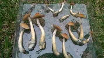 WP_20170427_006.jpg