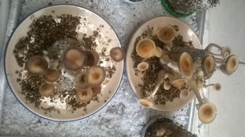WP_20170428_006.jpg