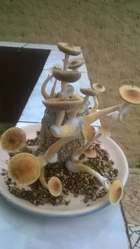 WP_20170428_008.jpg