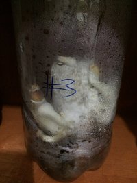 08c1 - 12 dias dps - diversos cogumelos no terrário 3.jpg