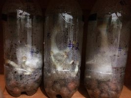 08d - 12 dias desde colocação nos terrários - os três terrários antes da colheita.jpg