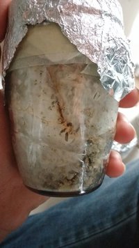 IMG_20170504_154828487.jpg