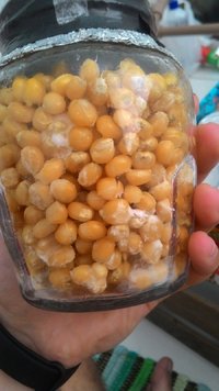 pote 1 balançado.jpg