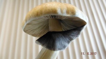 DSCF3518.JPG