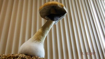 DSCF3517.JPG