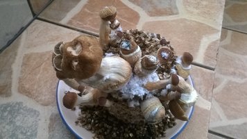 WP_20170514_001.jpg