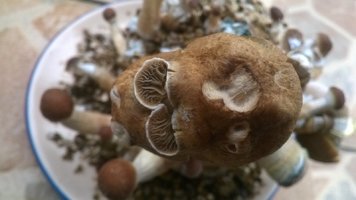 WP_20170514_002.jpg