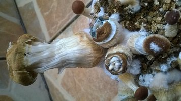 WP_20170514_003.jpg