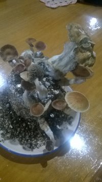 WP_20170516_001.jpg