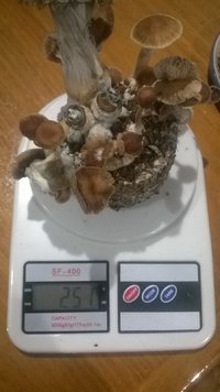 WP_20170516_003.jpg