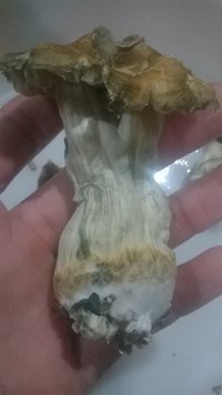 WP_20170516_004.jpg